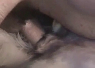 Dog enjoys getting fucked on camera