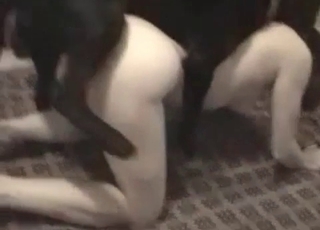 Pretty pussy destroyed by a big black dog cock