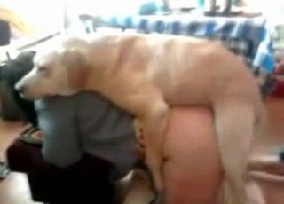 Doggy style fucking with a shepherd