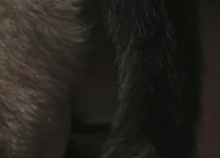 Two zoophilic perverts and a dog