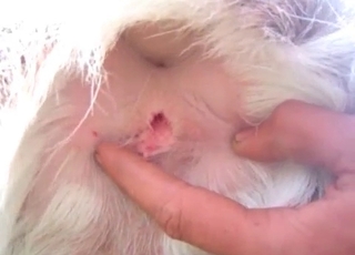 Sweet hardcore anal with a beast