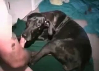Dirty Doberman sucking cock on cam