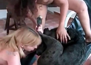 Twisted dog enjoying human pussy