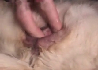 Huge cock pleasured in this bestiality vid