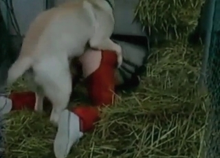 Intense bestiality with a kinky amateur