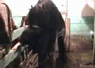 Horny pony enjoying hardcore bestiality