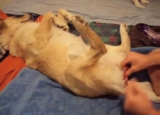 Dog cock is getting royally serviced here