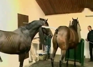 People watching horny horses have sex