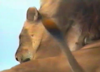 Lustful lions enjoying outdoors sex