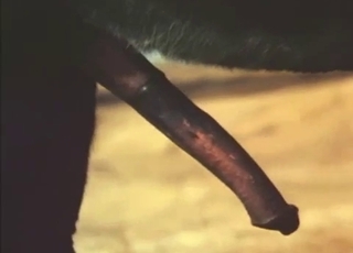 Two horses enjoying their romp outdoors