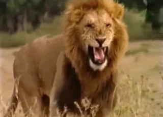 Lion decides to take a leak outdoors