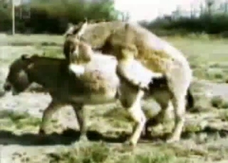 Donkey fucking recorded in high quality