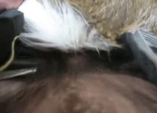 Dude happily fucking a horny animal