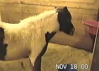 Close-up shots of an amazing horse pussy