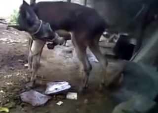 Donkey showing how naughty he really is