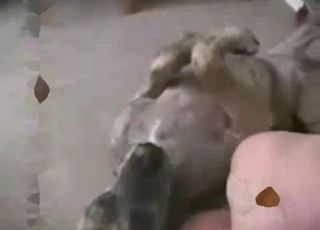 Fat older guy gets his asshole licked