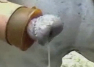 The hottest horse cocks in the world