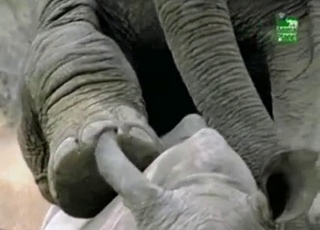 The hottest elephant porn video ever