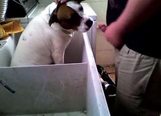 Kinky fat dog gets a facial from a fatty