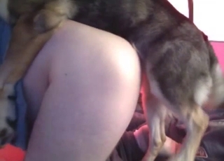 Dog sniffing that ass beforehand