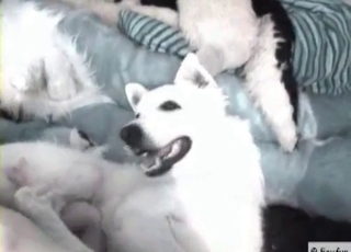 Kinkiest kind of bestiality right here