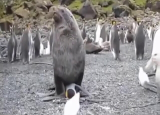 Wild bestiality sex looks hot