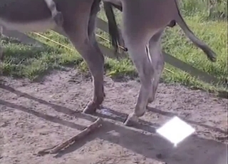 Impressive horse penis of a pretty passionate animal