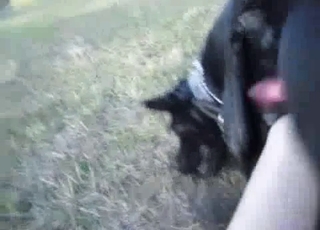 A black animal with a nice pink dick likes bestiality