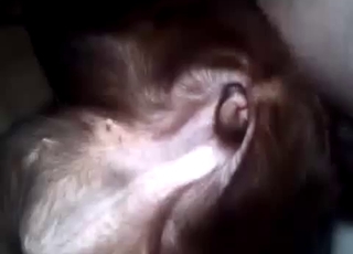 Stimulating my animal's tight ass with a nice toy