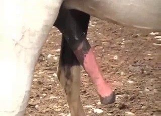 Awesome animals are enjoying hardcore bestiality