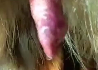 The good doggy penis is shown in the close-up angle