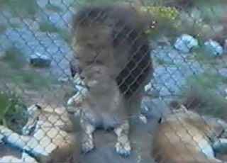 Lioness is getting nicely impaled from behind