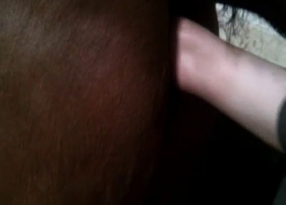 Brown animal is enjoying intensive bestiality XXX