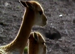 Two beautiful animals fucking outdoors