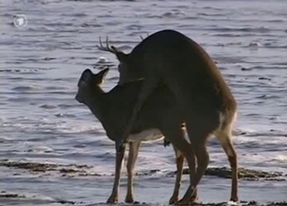 Wild forest animals are fucking in the doggy pose