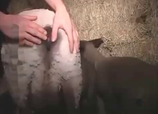 Playing with small pet in amateur bestiality XXX