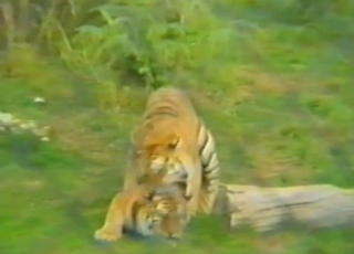 Sexy tiger with a big dick fucked his hot gf