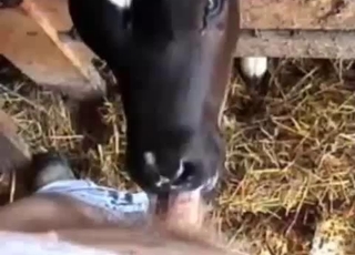 Innocent lamb nicely sucks my boner