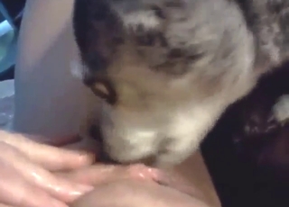 Bestiality sex shows a dog that has a sexy tongue