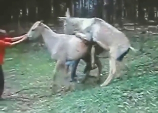 A gorgeous donkey dick will ruin that hole