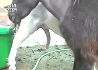 Zoophile porn looks mad hot with this horse