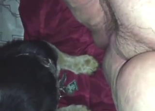 Zoo porn shows a guy who gets his ass licked