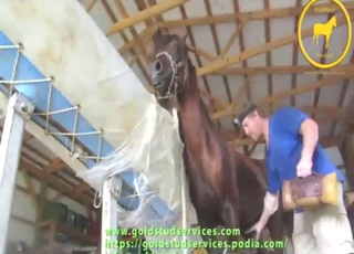 Zoo sex with a hot brown horse jerked off hard