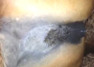 Sexy brown beast fucking a hung zoophile