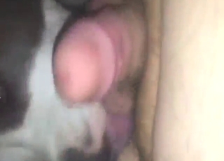 Horny fucking buddy eating this zoophile's ass