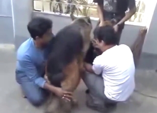 Horny zoophile guys watching crazy banging