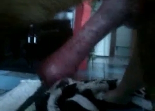 Dog cock is getting pleasured here