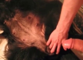 Preggo doggo enjoying bestiality