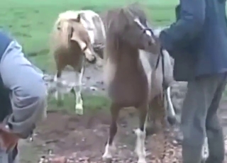 Hot and big load for a pony in a kinky video