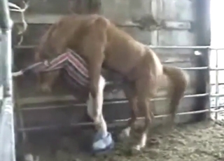 Zoo sex with horses that fuck around hard